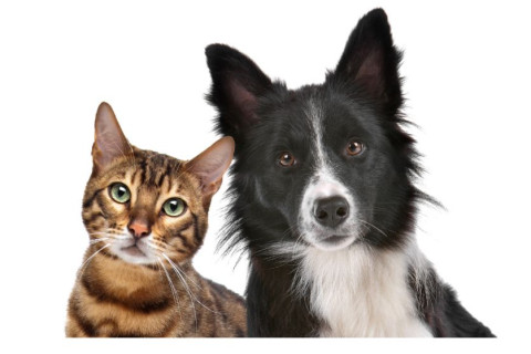 Mutirão de castração de cães e gatos em Palmeira abre inscrições, vagas são limitadas